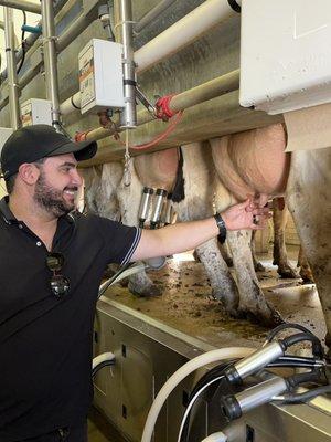 Milking a cow