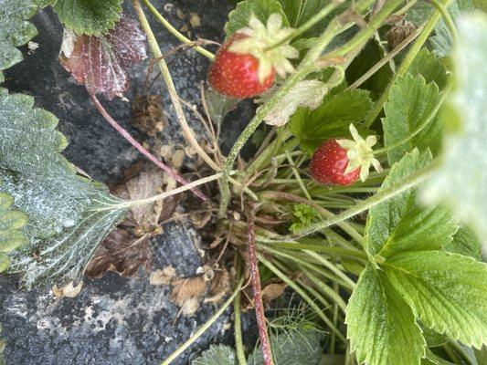 5/28/2023-plenty of strawberries.