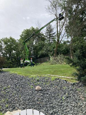 Working to take down 4 large trees!