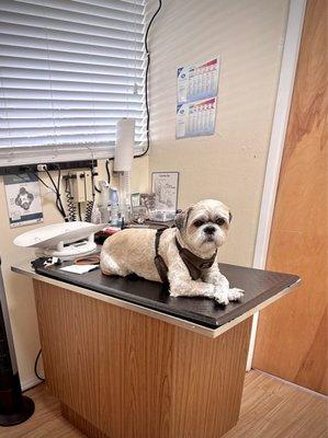 Peninsula Avenue Veterinary Clinic