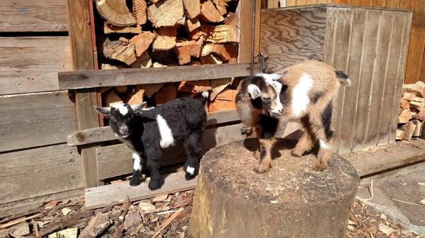 Blue House's therapy goats Keith and Kevin!