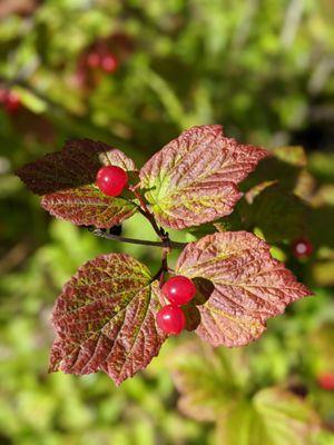 Free high bush cranberries!