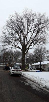 After picture of an oak cleanout