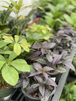 Persian Shield in purple