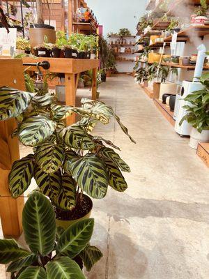 calatheas and pots