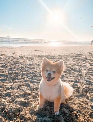 Normal short haircut for Pomeranian - Not done here