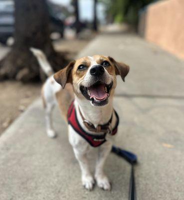 Puppy boarding