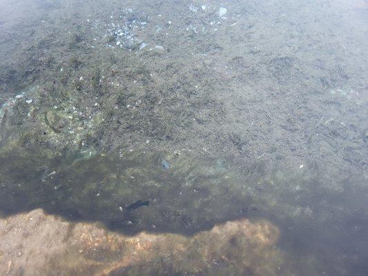 You can see little fishes in the water.