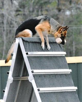 Longoriahaus Dog Training