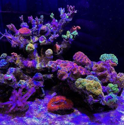 Saltwater Solutions Aquariums