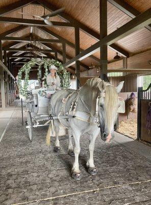 Our big Cinderella carriage at a wedding  at Plantation Oaks Farms in Callahan, FL.