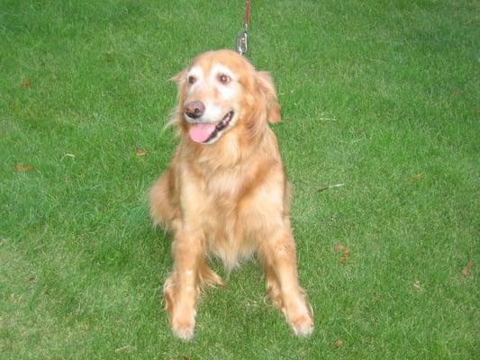 Abigail, one of Tanglewood Dog Walkers' clients