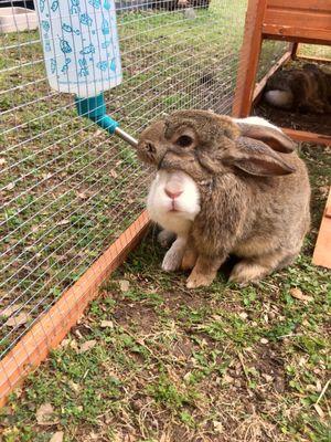 Bunnies in one of their two courtyards