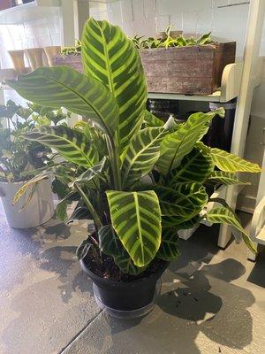 I believe this is a Prayer plant, Marantha plant or calathea plant (didn't check the tag)