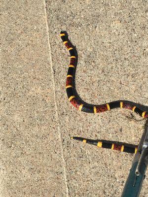 Coral Snake in driveway