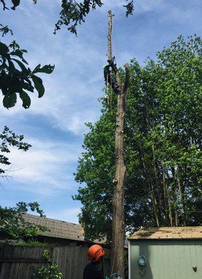 3 sweetgum trees removal