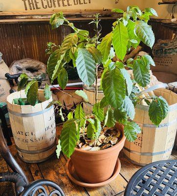 How many coffee shop/roasters have their own coffee plant?