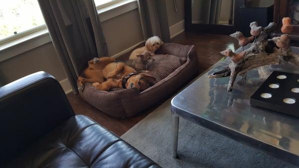 The fur-babies loving their new doggie bed from Wag More!