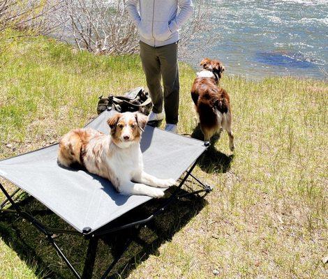 Stand Proud Dog Training