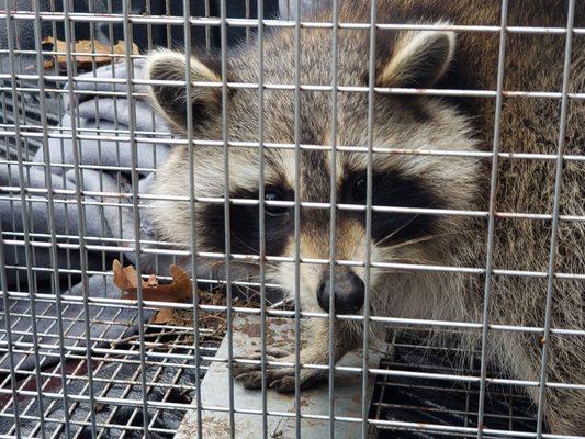 Raccoon Removal by Summit Wildlife Control