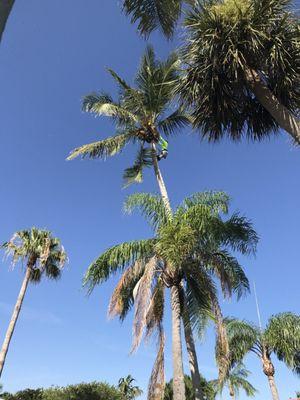 Trees on top of trees