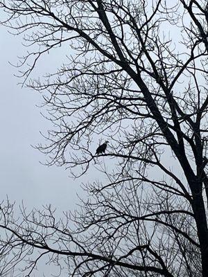 Bald Eagle in a tree