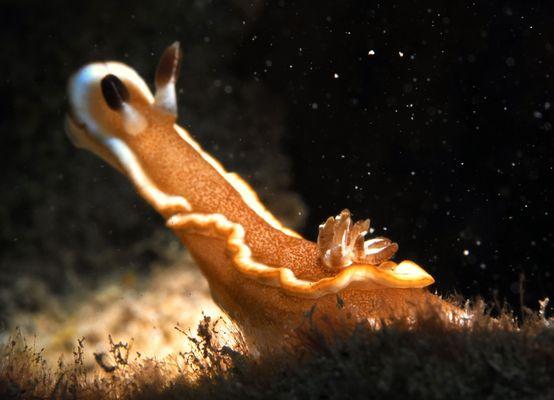 white margin nudibranch