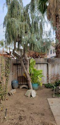 Removed Citrus Stump, pruned tree in corner.