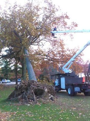 Clark's Tree Service