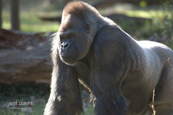 Bull Gorilla found in Zoo