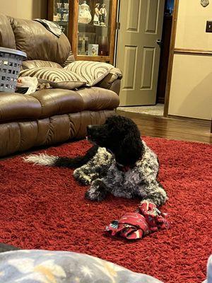 Gabby Belle - Golden Doodle Parti color
 Loves the Grandbabies