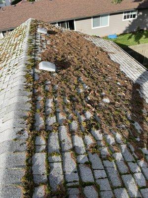 Moss removal