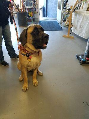 Pets are welcome at Florence Consignment Corner. The water bowl is always ready.