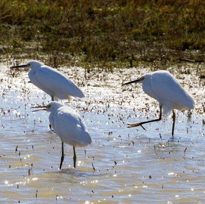 Snowy Egrets - these guys look like trouble haha!