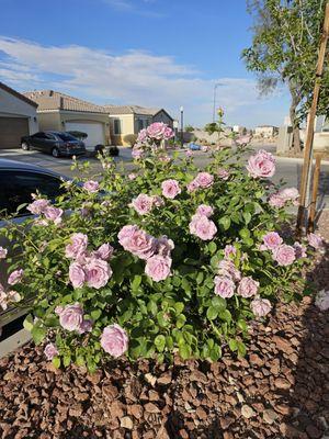 My beautiful roses bloom every spring thanks to Juan and JP Lawn Service!