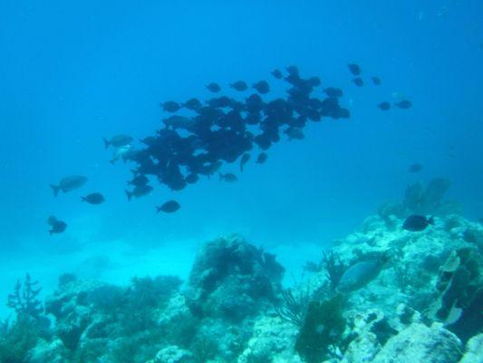 School of fish