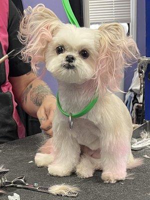 Ms. Bonnie loves her beauty day with bath, cut, color and of course hair curled