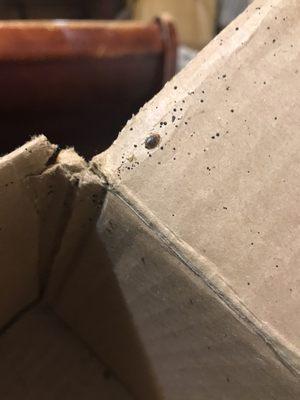 Bed bud found inside of a box that was under the bed