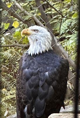 Bald eagle