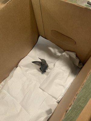 Baby hummingbird I found in the street. Thank you Wild Wings for taking this little one in!