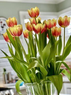 Get tulips while you can!!