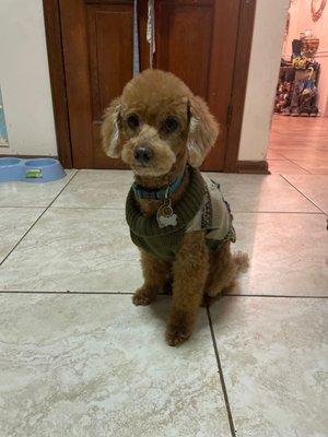 another great grooming job ! See how cute he is !