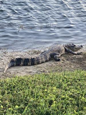 Alligator between walkway and lake