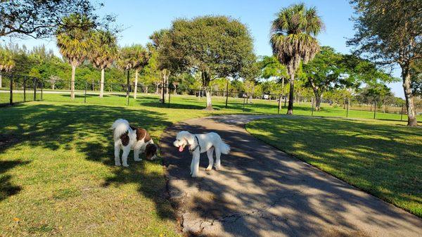 My two Doodles enjoying the dog park and this beautiful weather!