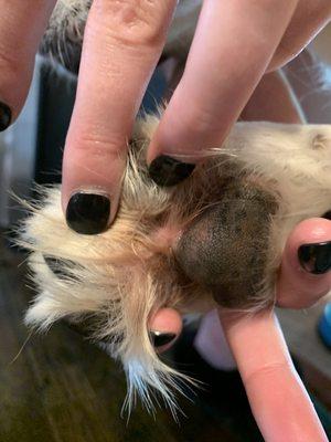 Abrasions on her paw. Four days later the paw swelled up to twice it's size.