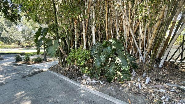 Beautiful plants and bamboo