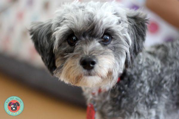 This is Mindy, just one of many furry clients at Rio Pet Hostel