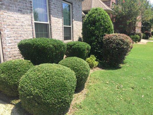 Shrub Trimming