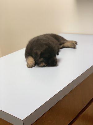 Our baby "Tank" at his first vet visit.