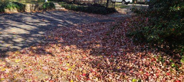 Before leaf cleanup